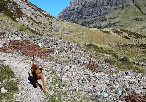 Walking with dogs